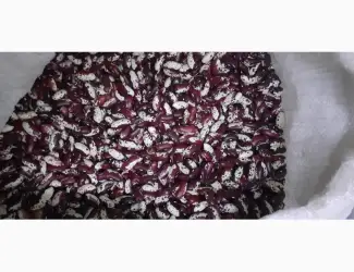 Зображення для оголошення Куплю квасолю ласточку