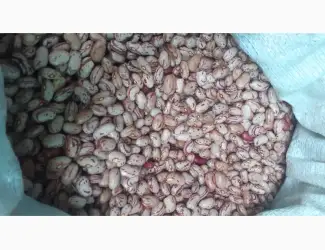 Зображення для оголошення Куплю квасолю Рябку