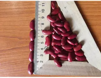 Зображення для оголошення Продам фасоль томатка