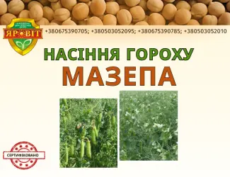 Зображення для оголошення Насіння гороху