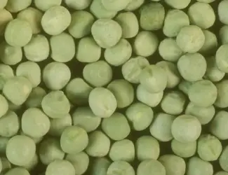 Зображення для оголошення Купуємо горох ЖОВТИЙ ЗЕЛЕНИЙ