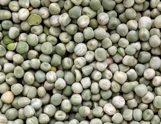 Зображення для оголошення Куплю зеленый и желтый горох сухой-целый
