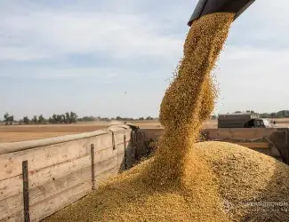 Зображення для оголошення Купимо по гарним цінам сою