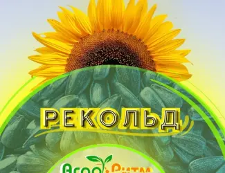 Зображення для оголошення Соняшник Рекольд