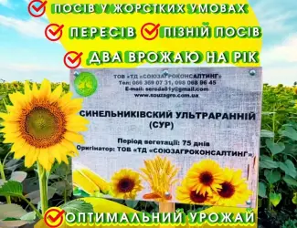 Зображення для оголошення Сортовий соняшник Синельниківський УльтраРанній (СУР)