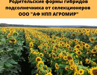 Зображення для оголошення Родительские компоненты на участки гибридизации подсолнечника