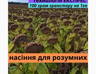 Зображення для оголошення Семена подсолнечника гибрид Фараон