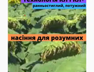 Зображення для оголошення Семена подсолнечника гибрид АМ ТАЙПАН КЛП