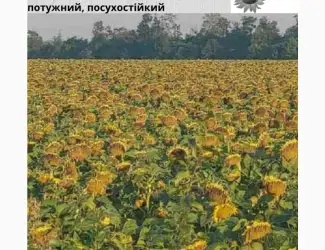 Зображення для оголошення Насіння соняшника гібрид АМ ФОРТЕЦЯ