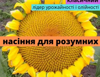 Зображення для оголошення Семена подсолнечника гибрид Презент
