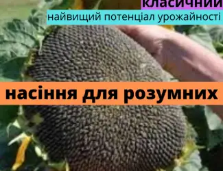 Зображення для оголошення Семена подсолнечника гибрид Фурор F1