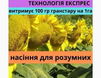 Зображення для оголошення Насіння соняшника АМ Патріот плюс
