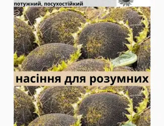 Зображення для оголошення Семена подсолнечника гибрид КЛП 25