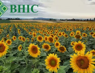 Зображення для оголошення Семена подсолнечника ВНИС от производителя