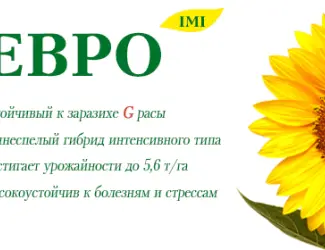 Зображення для оголошення Подсолнечник Евро (100 дн) устойчив к 7 расам заразихи под Евро-Лайтнинг от ВНИС. Новинка