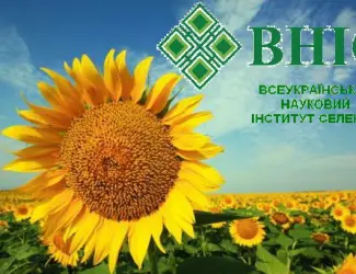 Зображення для оголошення Ультра ранние семена подсолнечника