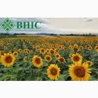 Зображення для оголошення ШЕНОН насіння соняшнику ВНІС