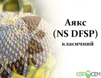 Зображення для оголошення Насіння соняшника Аякс