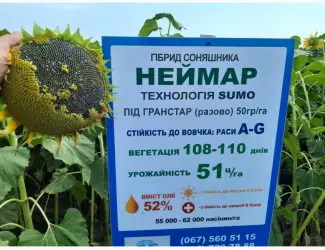 Зображення для оголошення Семена подсолнечника Неймар A-G. Гибрид подсолнечника Неймар 43ц/га