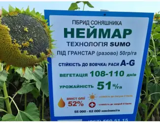 Зображення для оголошення Неймар під гранстар. Гібрид Неймар 43ц/га. Соняшник Неймар вовчок раси A-G