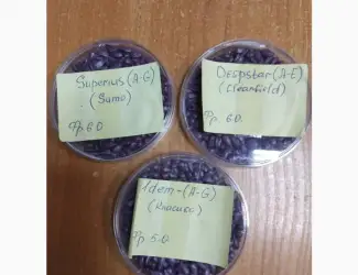 Зображення для оголошення Продам насіння соняшнику Сементіс ( Sementis) врожаю 2024 року фракції XL