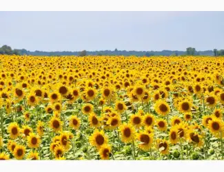 Зображення для оголошення Насіння соняшника Карат