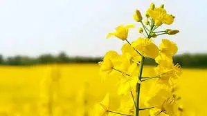 Зображення для оголошення Закупаем рапс отходи проблемний самовивоз