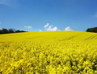 Зображення для оголошення Купую Ріпак