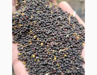Зображення для оголошення Продам ріпак