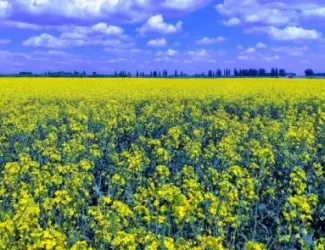 Зображення для оголошення Куплю Рапс Дорого