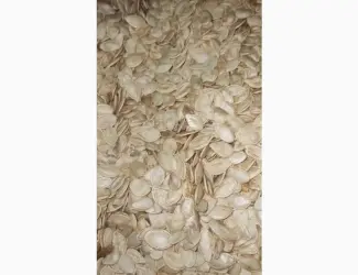Зображення для оголошення Купим семечку тыквы всех сортов