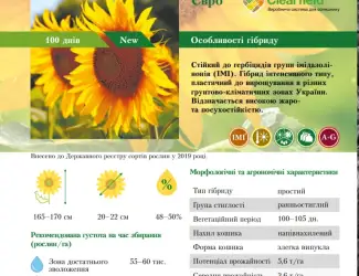 Зображення для оголошення Бери!!! Насіння соняшника та (або) кукурудзи та гарантовано отримуй знижку