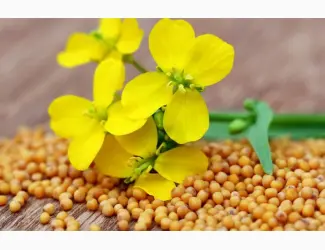 Зображення для оголошення Продам семена Горчицы