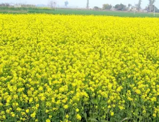 Зображення для оголошення Продам насіння гірчиці