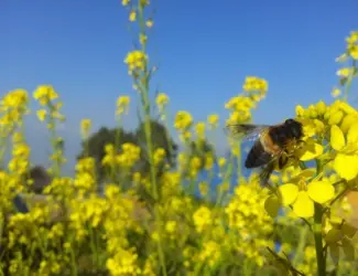 Зображення для оголошення ЗАКУПОВУЄМО насіння гірчиці жовтої