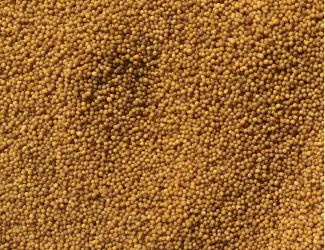 Зображення для оголошення Продам семена желтую горчицу на сидерат