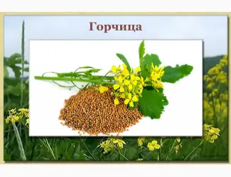 Зображення для оголошення Горцицы семена продаю