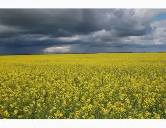 Зображення для оголошення Куплю олію
