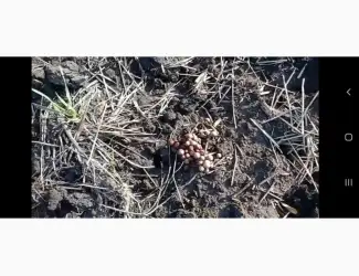 Зображення для оголошення Деструктор поживних решток