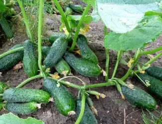 Зображення для оголошення Чернозем в мешках Новоселки Хотов Грунт Чернозем Теремки Голосеевский район
