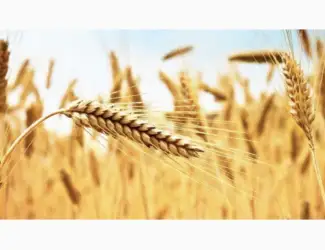 Зображення для оголошення Продам отруби пшеничные насыпом