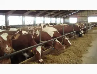 Зображення для оголошення Продам Литовский заменитель цельного молока без Сои
