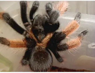 Зображення для оголошення Брахіпельма емілія (Brachypelma emilia) або мексиканський червононогий птахоїд