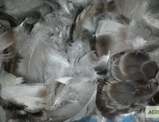Зображення для оголошення Куплю Пір'я водоплавної птиці гусяче