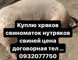Зображення для оголошення Куплю хряков свиноматок