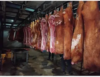 Зображення для оголошення МК Купуємо свиней та свиноматок