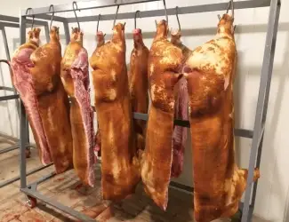 Зображення для оголошення Закуповую свиней та свиноматок на мясо живою вагою
