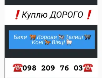 Зображення для оголошення Куплю ВРХ. Вінницька Хмельницька. Черкаська Житомирська Тернопільська Київська Чернівецька