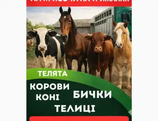 Зображення для оголошення Закуповуємо врх на м'ясо та на тримання. корови. коні. бички.телиці.телята