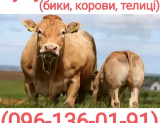 Зображення для оголошення Куплю худобу (бики
